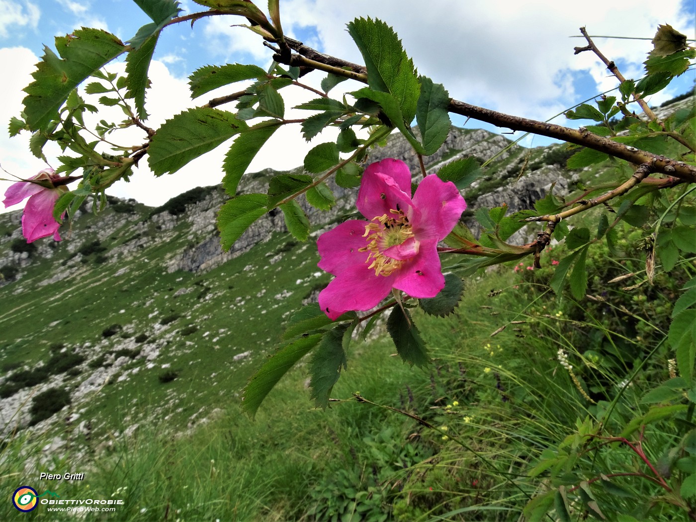 81 Rosa canina, Corna Grande da sfondo .JPG